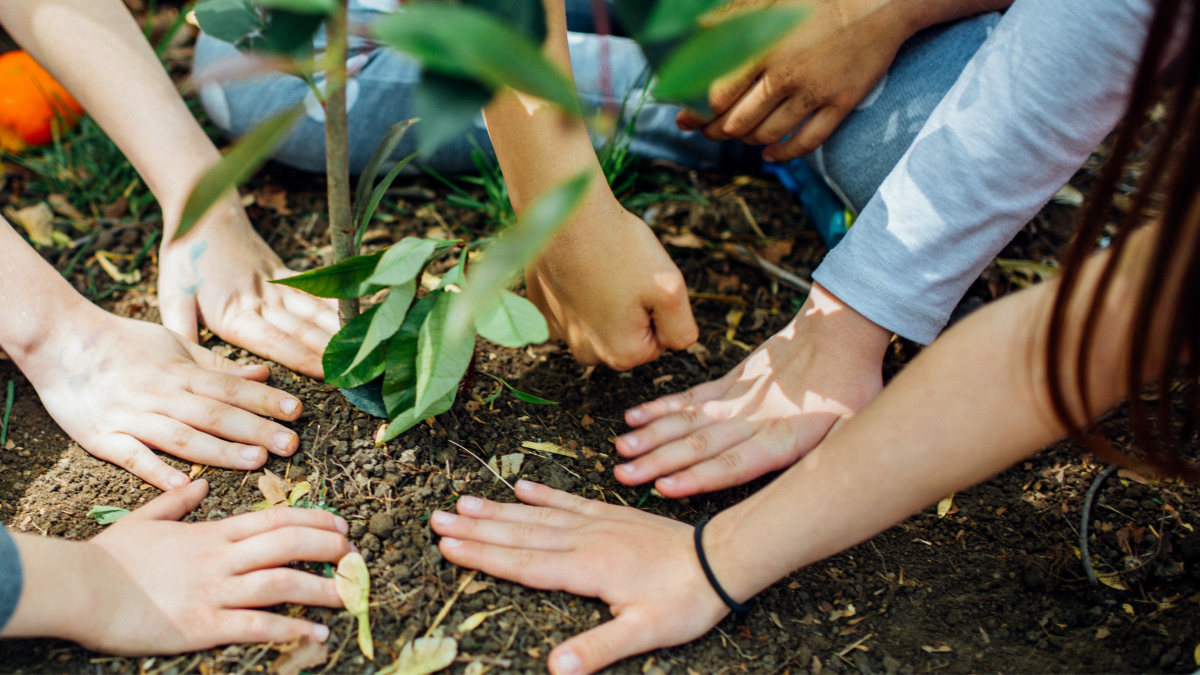 Viele Hände pflanzen einen Baum